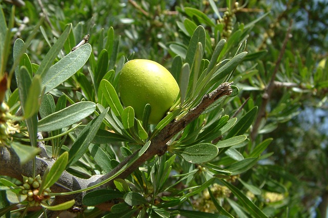 argan za arganovo olje yanumi