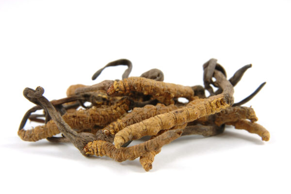 ekološki kordiceps / organic cordyceps