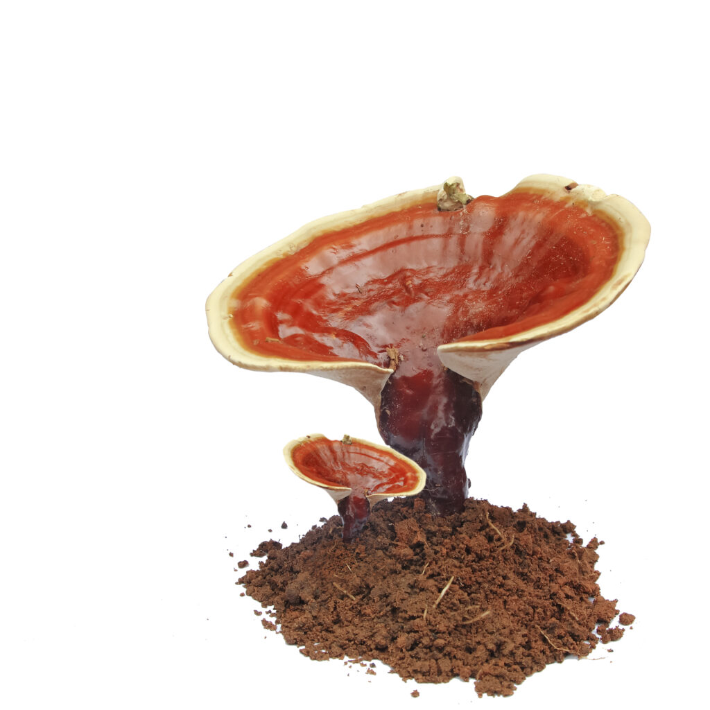 organic reishi mix alergo for allergy symptoms