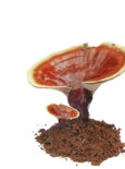organic reishi mix alergo for allergy symptoms