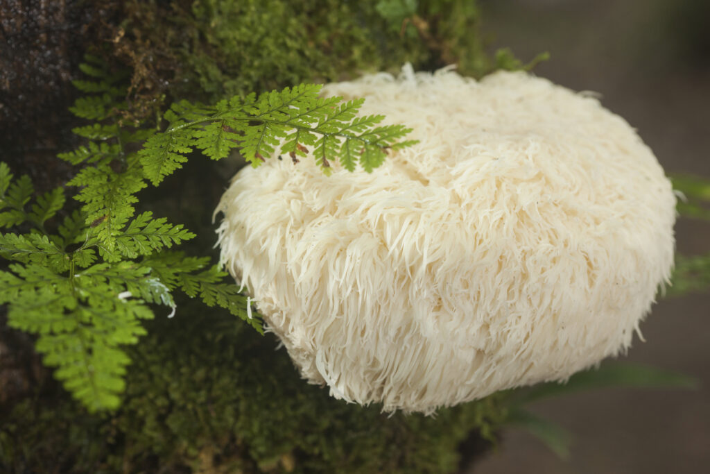 resasti bradovec ali medicinska goba Hericium (Lion's mane)
