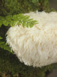 resasti bradovec ali medicinska goba Hericium (Lion's mane)